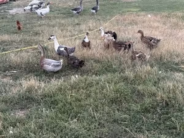Ducks