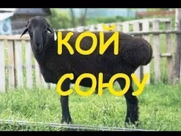Sheep, Karakul sheep — Kyrgyzstan