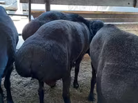 قوچ, Hissar sheep — عکس 6