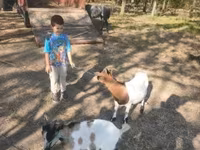 Buk, Dutch Landrace goats — foto 2