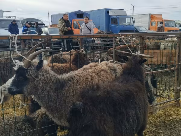 بز ماده, Alpine goat