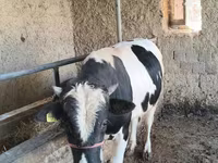 Toro, Russian Black pied cattle — foto 1