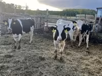 Boğa, Holstein ırkı — foto 2
