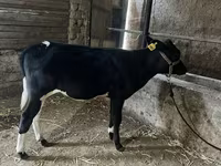 Bydło (partia, płeć nieokreślona), Russian Black pied cattle — zdjęcie 5