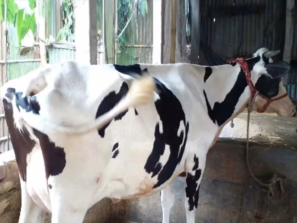 Sigir, Gollandiyalik zot — Bangladesh