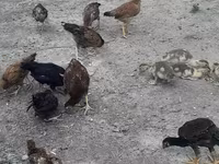 Chickens — fotografija 1