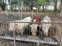 Бух, Simmental cattle — 3 зураг