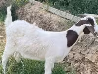 Nőstény kecske, Boer goat — 1. fotó
