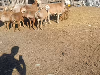 Widder, Arashan sheep — Foto 4