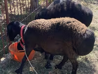 Ovce (šarže, pohlaví neuvedeno), Ovce — foto 5