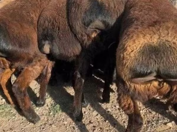 Kambing jantan, Sheep