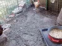 Chickens — تصویر 3