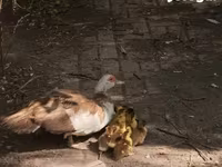 Ducks — foto 2