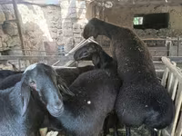 Bélier, Rhon sheep — photo 1