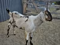 ஆண் வெள்ளாடு, Nubian Goat — புகைப்படம் 4