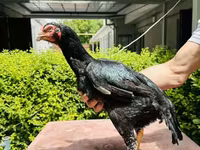 Chickens — Foto 8