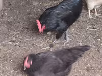 Chickens — foto 1
