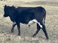 Toro, Ganado vacuno — foto 3