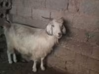 بز ماده, Alpine goat — عکس 1