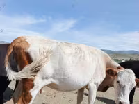 Vacă, Bovine — foto 6