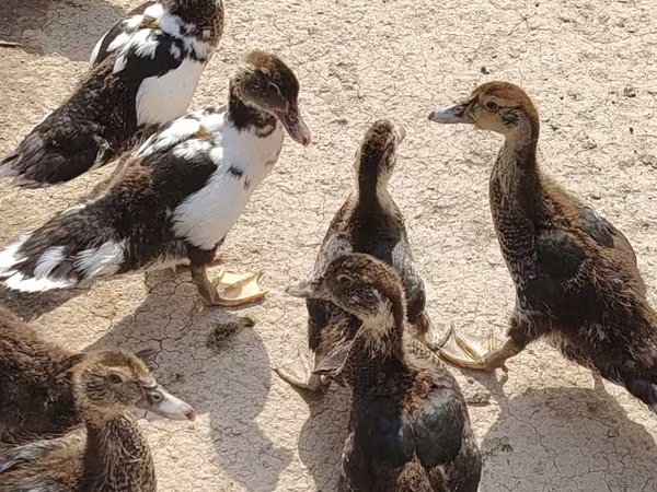 Turkeys