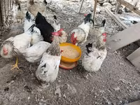 Chickens — foto 1