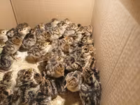Turkeys — foto 2