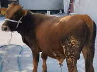Бух, Swiss cattle — 3 зураг