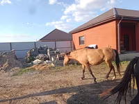 اسب نر, Kazakh horse — عکس 6