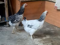 Chickens — Foto 6