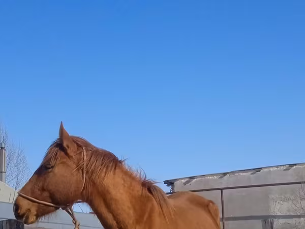 Cavalla, Cavalli