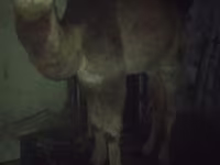 شتر نر, Kazakh Bactrian camel — عکس 2