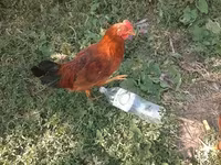 Chickens — fotografija 3