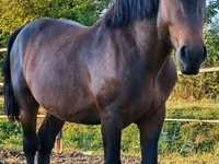 Kuda jantan, Međimurje horse — foto 5