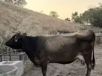 Cow, Ukrainian Brown Dairy Cattle — photo 2