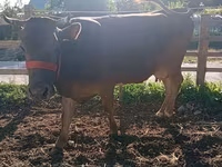 Үнээ, Swiss cattle — 7 зураг