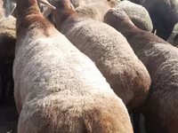 بز نر, Beetal goats — عکس 3