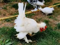 Chickens — عکس 6