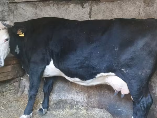 Lembu betina, Russian Black pied cattle