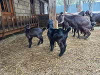 Capra, Damask goat — foto 6