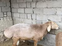 Baran, Arashan sheep — zdjęcie 2