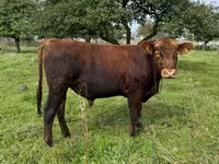 Dibi, Aberdeen-Angus — sawirka 2