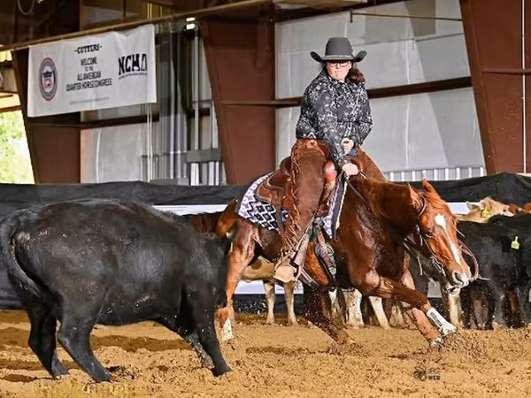 수말, Quarter Horse