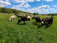 Får, Dorper sheep — foto 1
