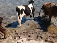 Toro, Razza Holstein — foto 3