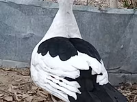 Ducks — ფოტო 4