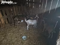 بز نر, Alpine goat — عکس 2