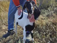 Koza, Nubian Goat — zdjęcie 1