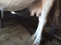 Sapi, Holstein breed — foto 6