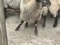 Ovce, White Suffolk sheep — foto 3